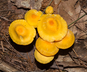 Omphalotus illudens (jack o’lantern mushroom, jack-o'-lantern mushroom)