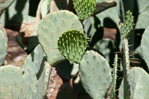 Opuntia laevis (spineless prickly pear, tulip pricklypear)
