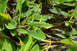 Orontium aquaticum (golden club, floating arum, never-wets, tawkin)