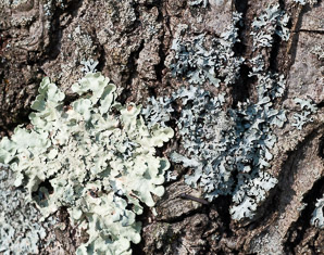 Parmeliopsis hyperopta (gray starburst lichen, bran lichen)