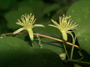 Passiflora L.