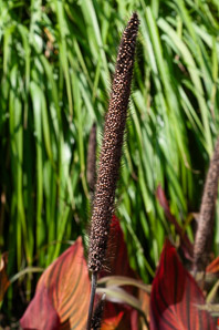 Pennisetum glaucum (ornamental millet)