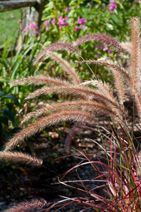 Pennisetum setaceum (purple fountain grass)