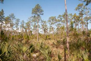 Pinus elliottii (slash pine, yellow slash pine, swamp pine)