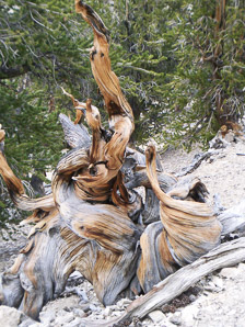 Pinus longaeva (bristlecone pine, intermountain bristlecone pine, great basin bristlecone pine)