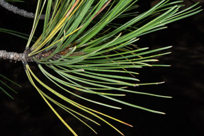 Pinus ponderosa (ponderosa pine, yellow pine, pino real, western yellow pine, bull pine, black jack pine, western red pine, western pitch pine)