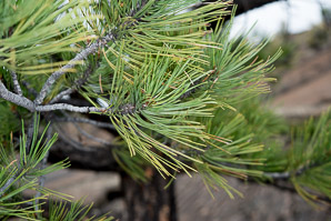 Pinus ponderosa (ponderosa pine, yellow pine, pino real, western yellow pine, bull pine, black jack pine, western red pine, western pitch pine)