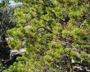 Pinus resinosa (red pine)