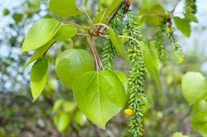 Populus tremuloides (quaking aspen)