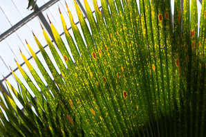 Pritchardia pacifica (Fuji fan palm)