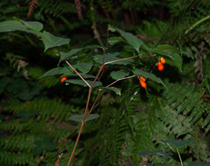 Prosartes smithii (large-flowered fairy bell)