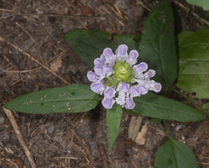 Prunella vulgaris (common selfheal, heal-all, heart-of-the-earth, healall)