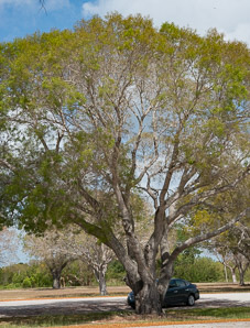 Quercus virginiana (southern live oak, live oak)