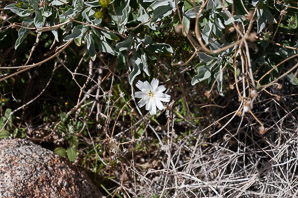 Rafinesquia neomexicana (desert chicory, California chicory, New Mexico plumseed)