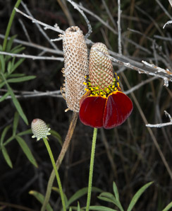 Ratibida columnifera (upright prairie coneflower, Mexican hat)