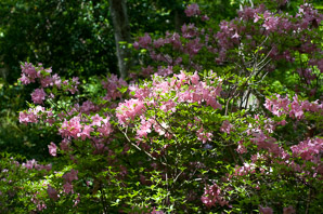 Rhododendron kaempferi (torch azalea)