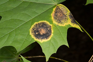 Rhytisma spp. (maple tar spot)