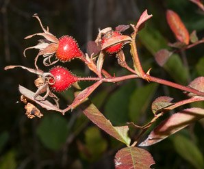 Rosa palustris (swamp rose)