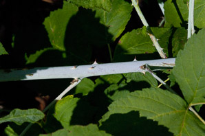 Rubus occidentalis (black raspberry)