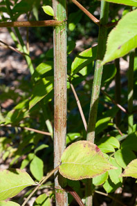 Sambucus nigra (elderberry, American elderberry, common elderberry, black elderberry)