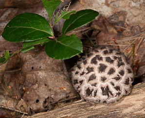 Sarcodon imbricatus (shingled hedgehog, scaly hedgehog)