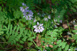 Securigera varia (crown vetch, trailing crown-vetch, axseed, purple crownvetch, axwort, field crownvetch)