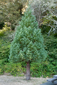 Sequoiadendron giganteum (giant sequoia, sierra redwood)