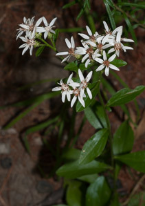 Sericocarpus asteroides (toothed white-topped aster)
