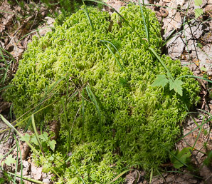 Sphagnum squarrosum (spiky bog moss, sphagnum moss)