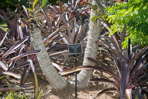 Syagrus cearensis (Brazilian twin palm)