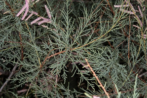 Tamarix ramosissima (tamarisk, tamarix, saltcedar)