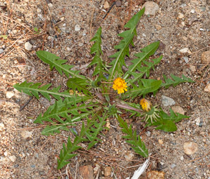 Taraxacum officinale (common dandelion, dandelion)