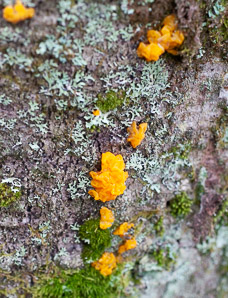 Tremella aurantia (witch’s butter)