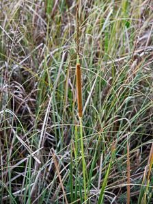 Typha domingensis (southern cattail)