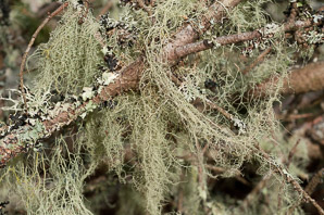 Usnea longissima (Methuselah’s beard lichen, beard lichen)
