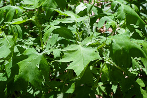 Veronicastrum virginicum (Culver’s root)
