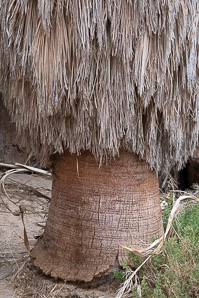 Washingtonia filifera (California fan palm, desert fan palm, cotton palm, Arizona fan palm)
