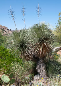 Yucca elata (soaptree yucca)