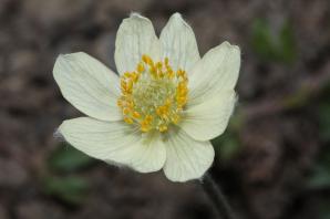 Pulsatilla occidentalis (white pasqueflower, western pasque flower, mountain pasqueflower, pulsatille)