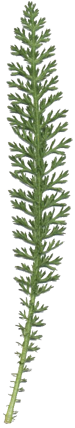 Achillea millefolium (common yarrow, gordaldo, nosebleed plant, old man’s pepper, devil’s nettle, sanguinary, milfoil, soldier’s woundwort, thousand-leaf, thousand-seal, yarrow, )