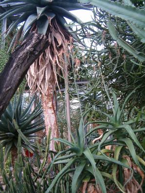 Aloe megalacantha (Large-toothed aloe)