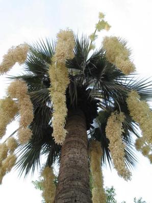 Brahea armata (blue hesper palm)
