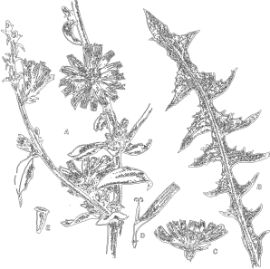 Cichorium intybus (chicory)