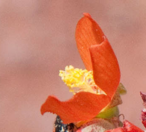 Sphaeralcea coulteri (Coulter’s globemallow)