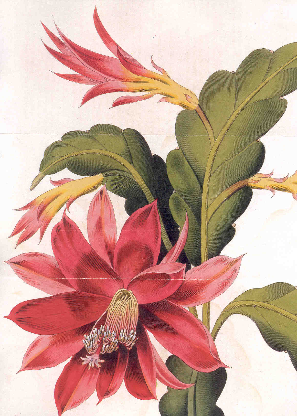 Disocactus ackermannii (orchid cactus)
