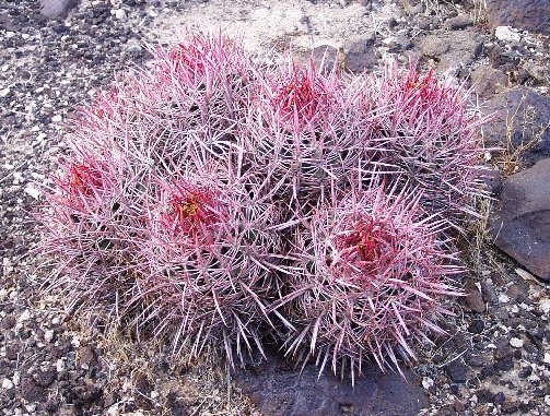 Echinocactus polycephalus (cottontop cactus, cotton top cactus, biznaga de chilitos, harem cactus, many-headed barrel cactus, woolly-headed barrel cactus)