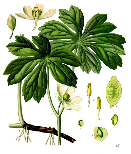 Podophyllum peltatum (mayapple, mandrake root, American mandrake, raccoon berry, wild lemon, Indian apple, duck’s foot, hog apple, umbrella plant, ground lemon)