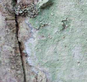 Lecanora thysanophora (mapledust lichen)