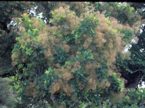 Cotinus obovatus (American smoketree)