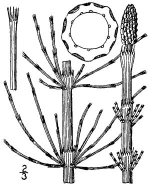 Equisetum fluviatile (water horsetail, swamp horsetail)